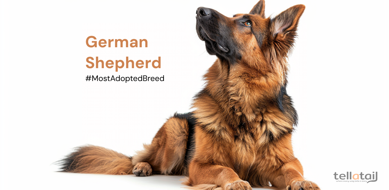 German Shepherd - Dog Breed